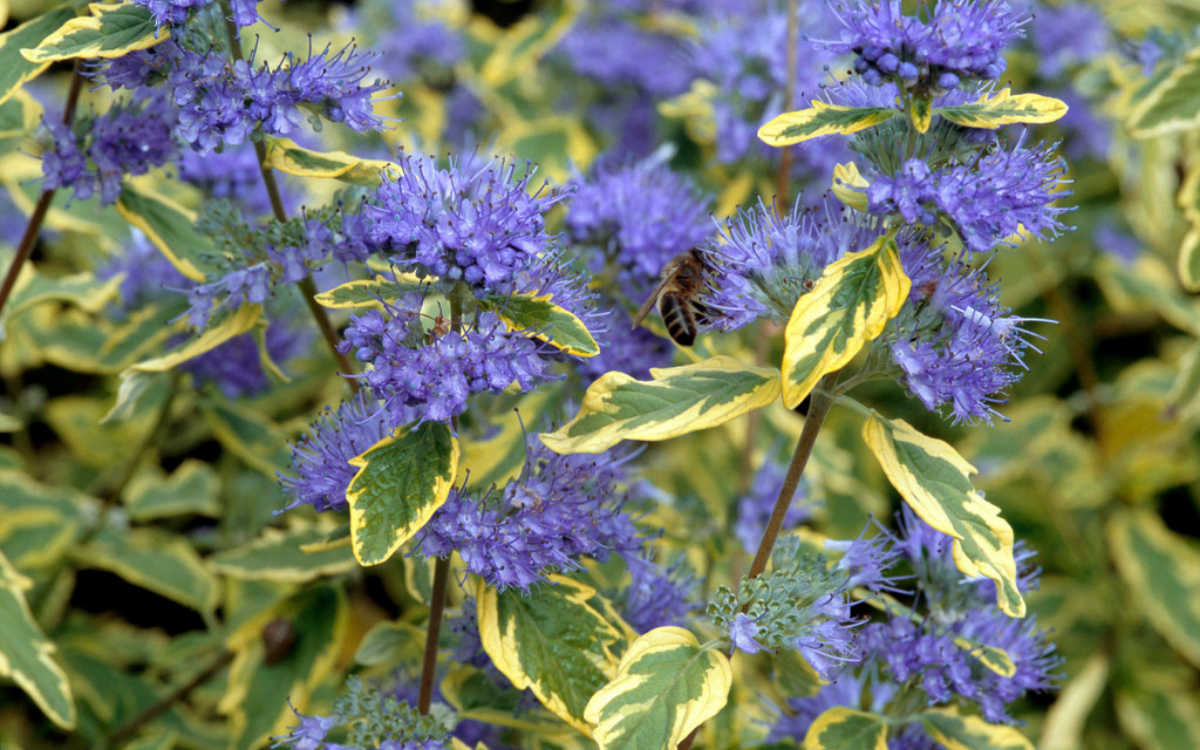 Caryopteris x clandonensis ‘Sapphire Surf’ (Bluebeard)