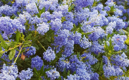 Ceanothus thyrsiflorus (Blue Blossom)