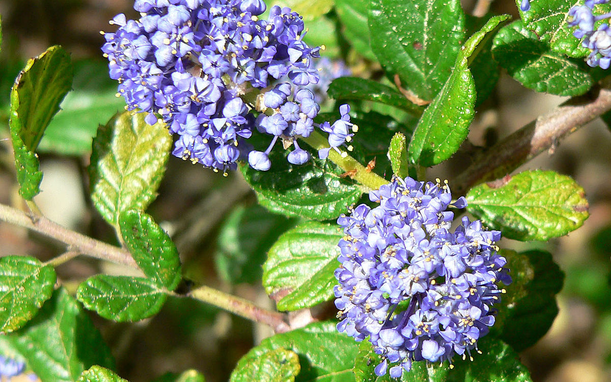 Ceanothus thyrsiflorus var. Griseus (Carmel Ceanothus)