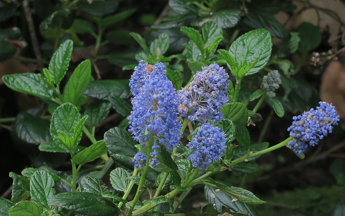 Ceanothus thyrsiflorus var. Griseus (Carmel Ceanothus)