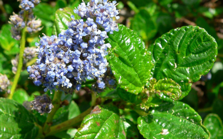 Ceanothus thyrsiflorus var. Griseus (Carmel Ceanothus)