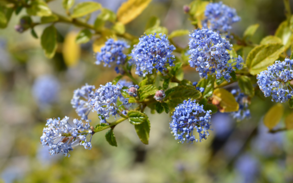 Ceanothus thyrsiflorus var. repens (Creeping Blue Blossom)