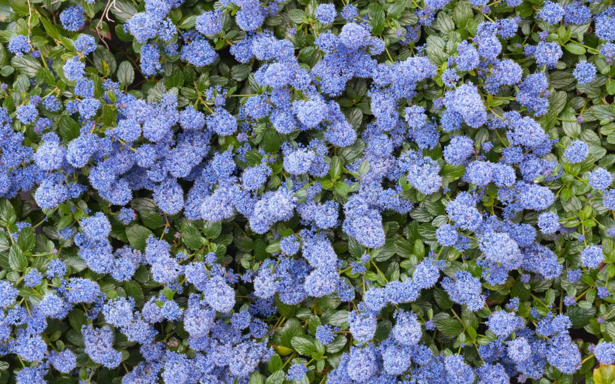 Ceanothus thyrsiflorus var. repens (Creeping Blue Blossom)