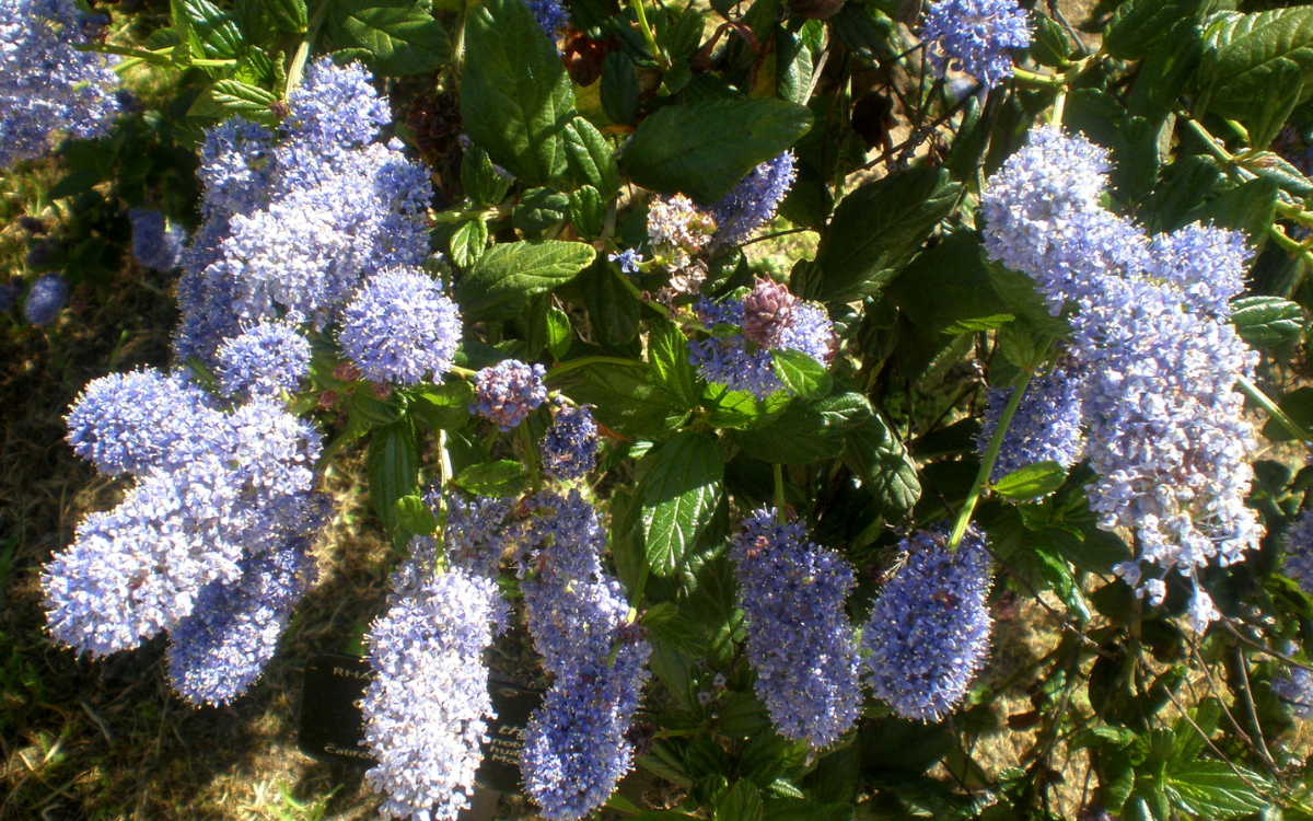 Ceanothus thyrsiflorus var. repens (Creeping Blue Blossom)