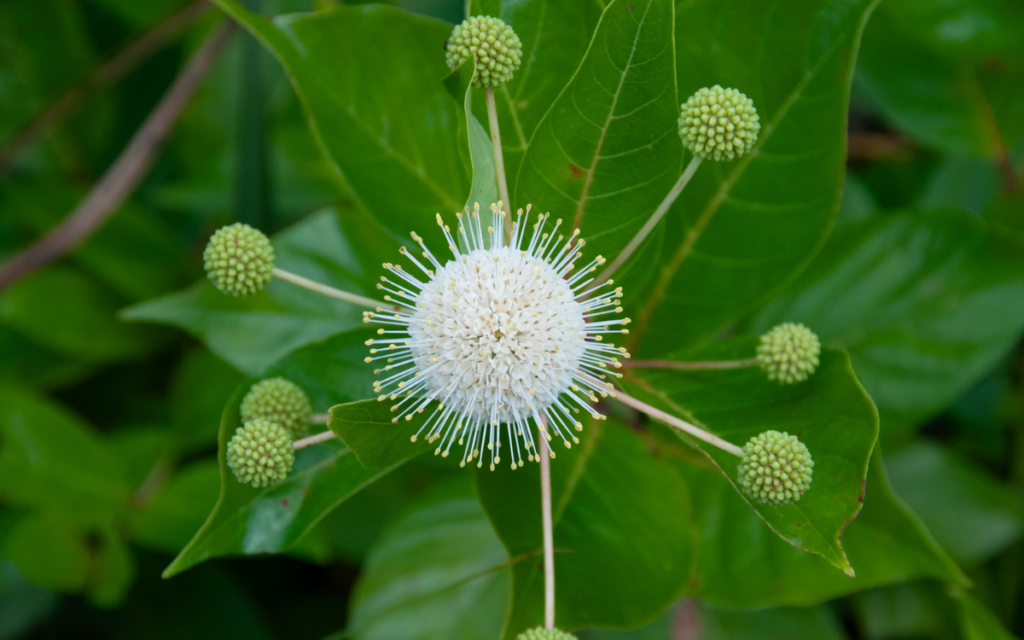 Cephalanthus occidentalis (Button Bush)