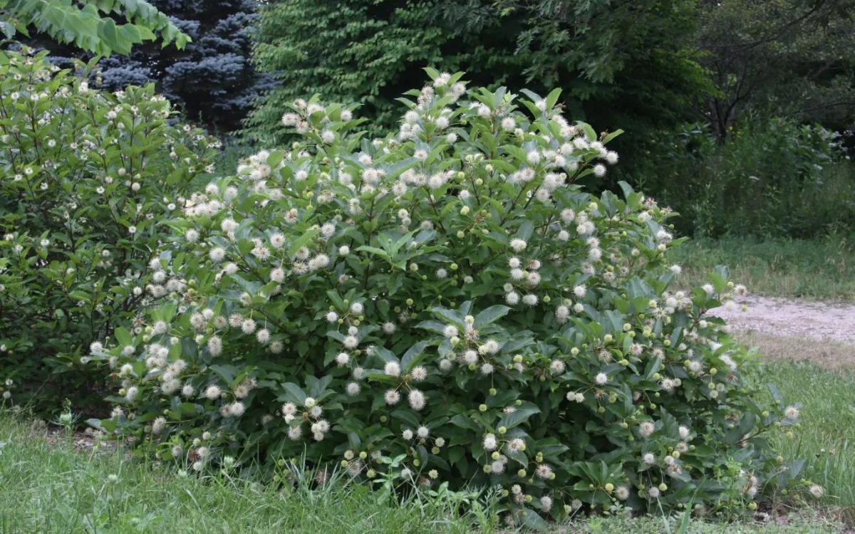 Cephalanthus occidentalis (Button Bush)