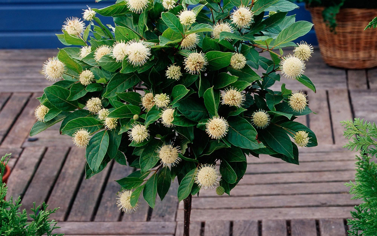 Cephalanthus occidentalis (Button Bush)