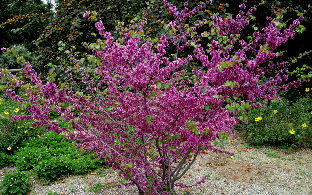 Cercis occidentalis (Western Redbud)