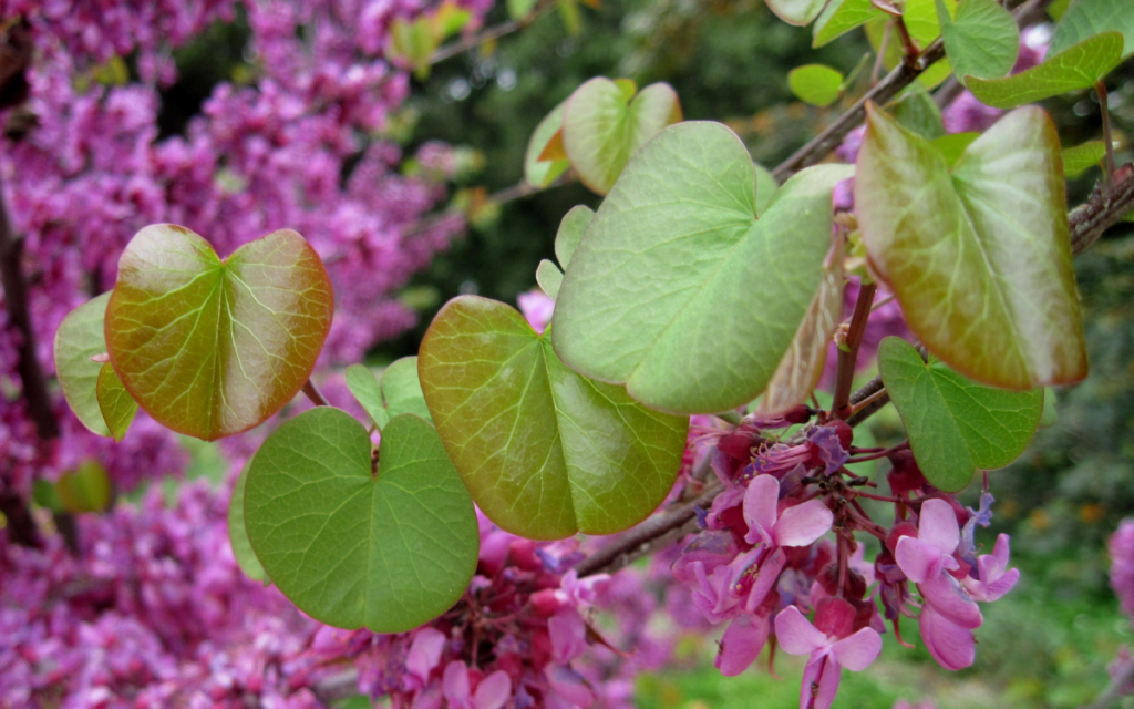 Cercis occidentalis (Western Redbud)