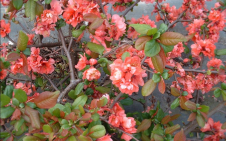 Chaenomeles speciosa ‘Falconnet Charlet’ (Flowering Quince)