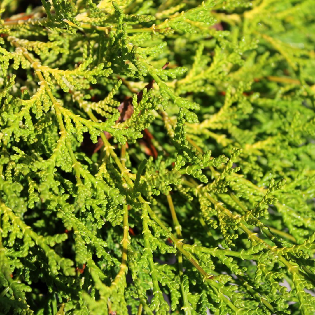 Chamaecyparis Obtusa 'Kamarachiba' (Hinoki Cypress)