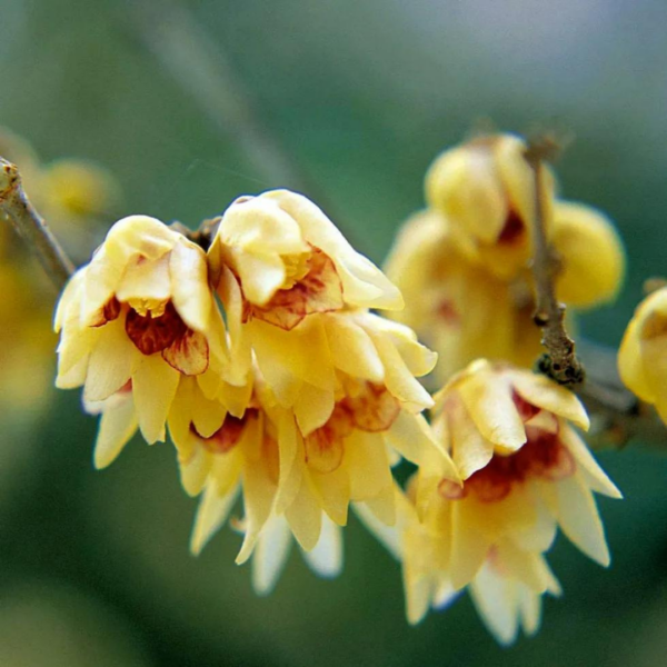 Chimonanthus praecox (Wintersweet)
