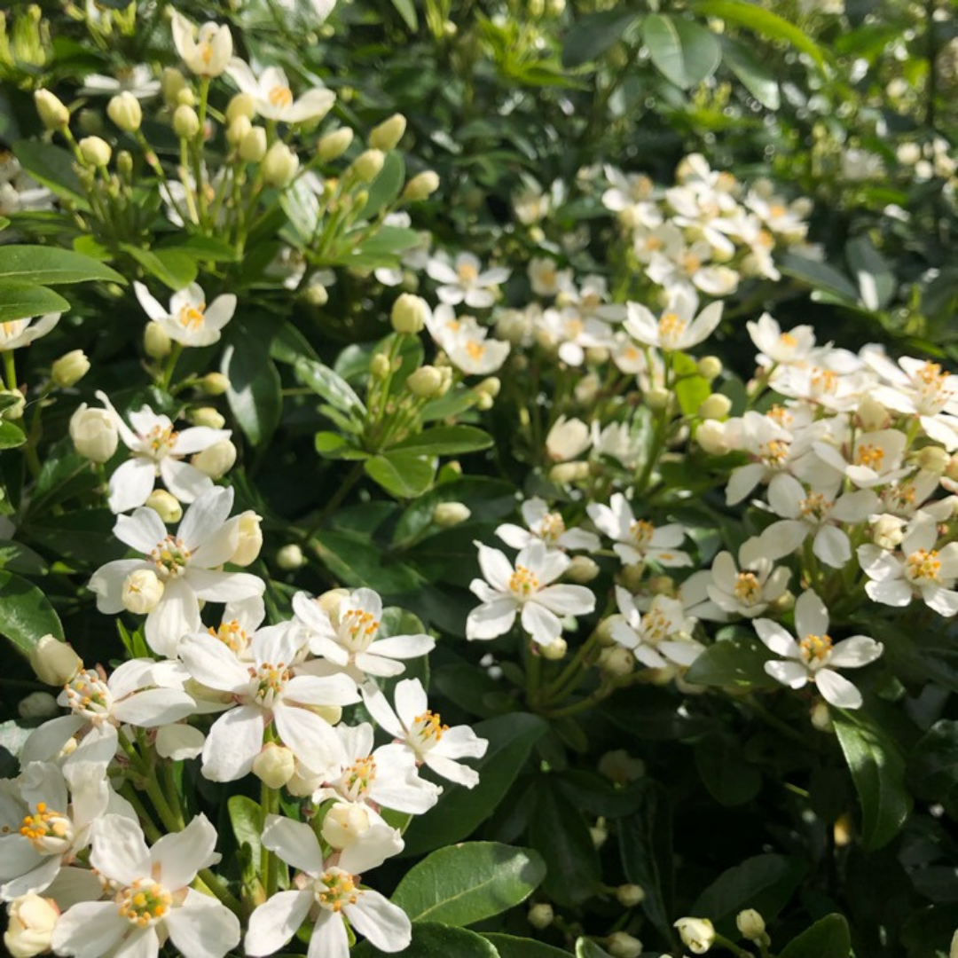 Choisya ternata (Mexican Orange Blossom)