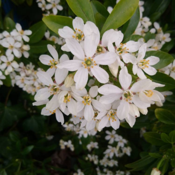Choisya ternata (Mexican Orange Blossom)