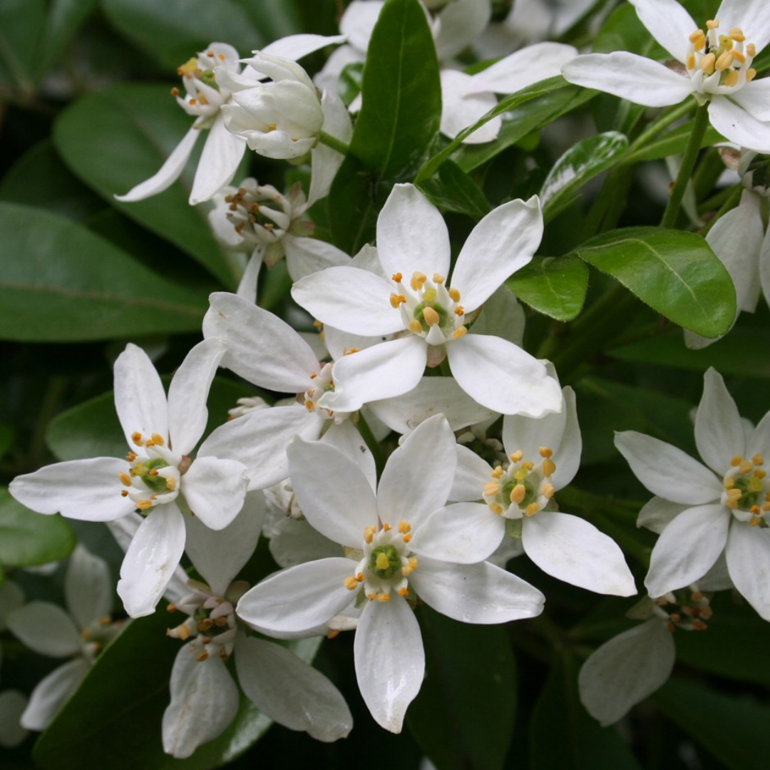 Choisya ternata (Mexican Orange Blossom)