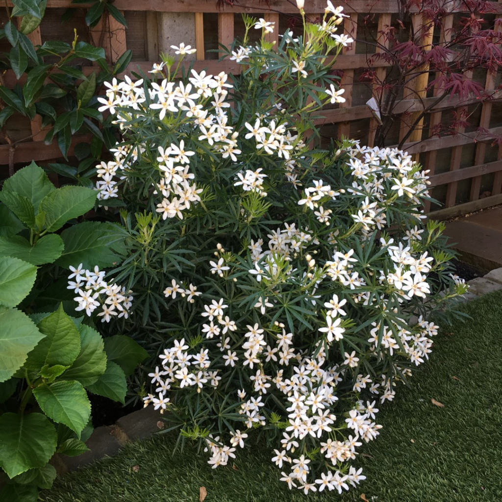 Choisya x dewitteana 'Londaz' White Dazzler (Mexican Orange)