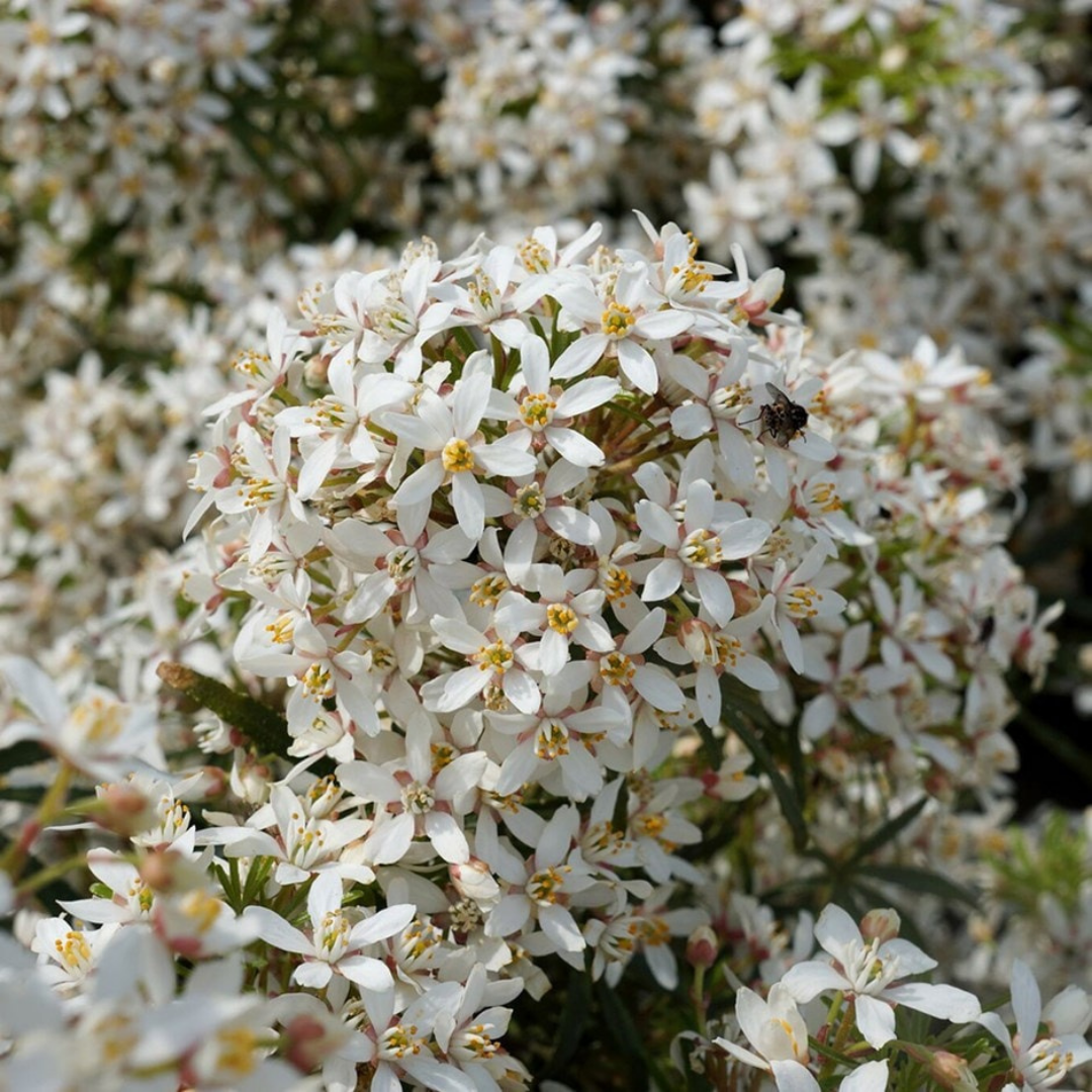 Choisya x dewitteana 'Londaz' White Dazzler (Mexican Orange)