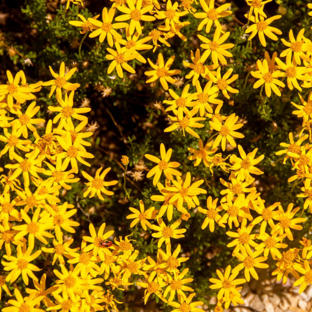 Chrysactinia mexicana (Damianita)