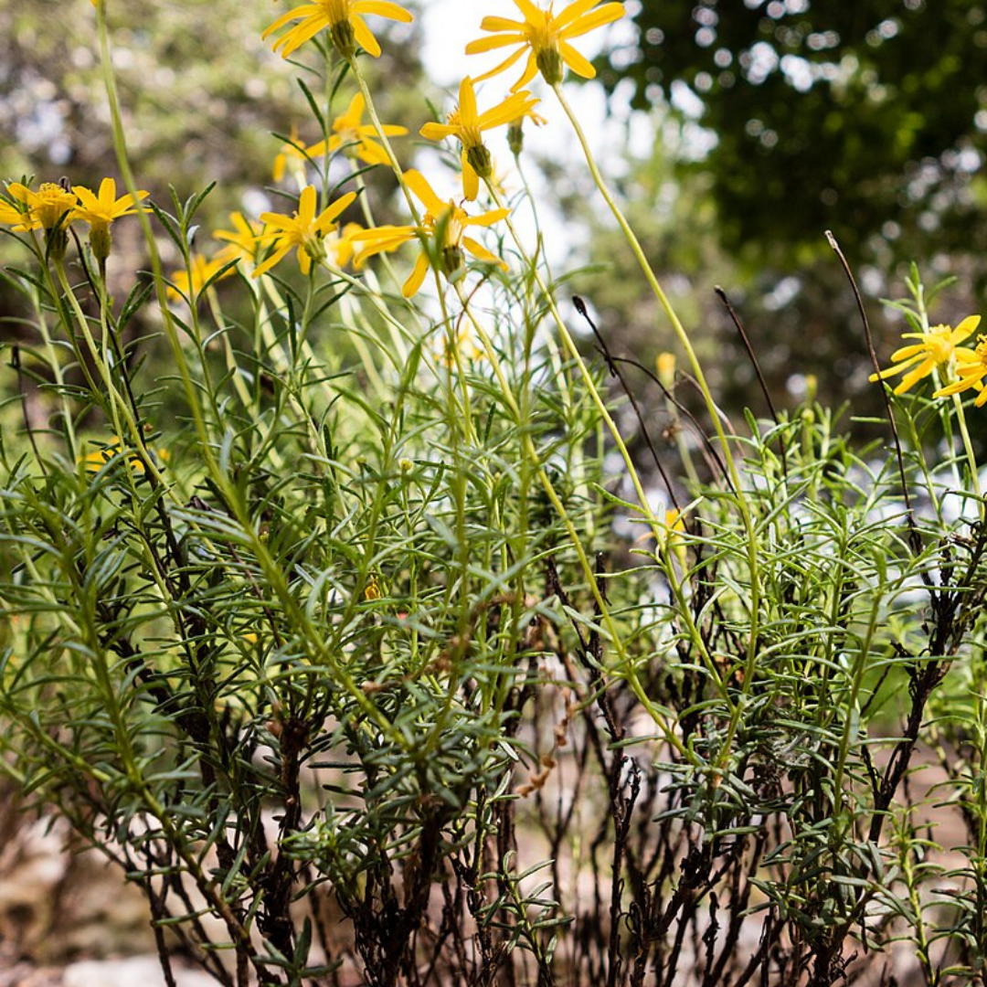 Chrysactinia mexicana (Damianita)