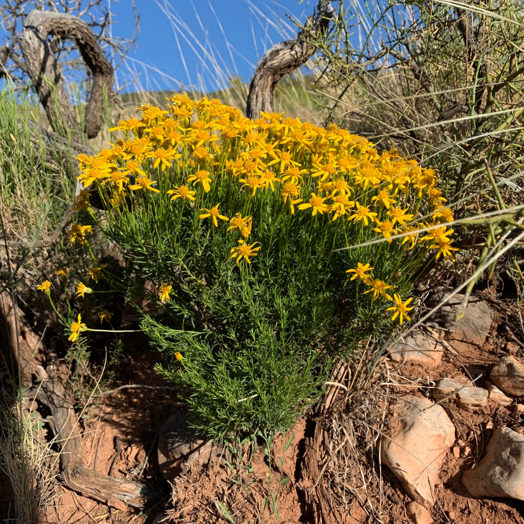 Chrysactinia mexicana (Damianita)