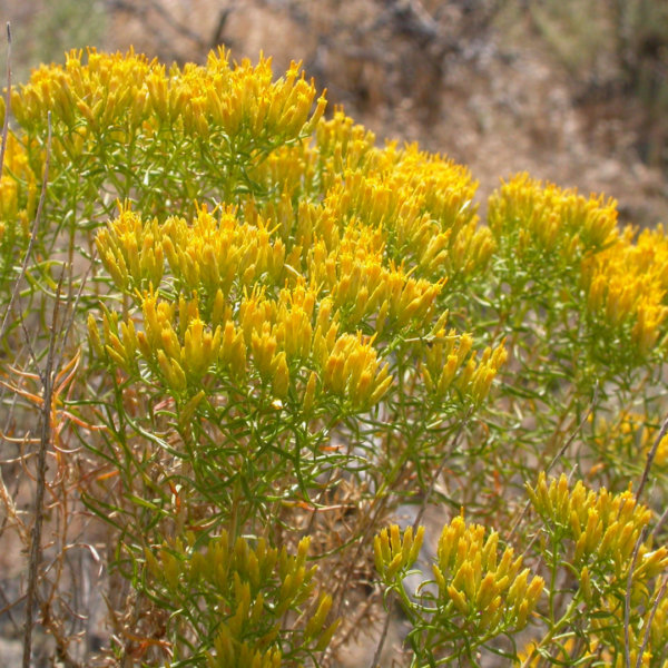 Chrysothamnus viscidiflorus (Yellow Rabbitbrush)