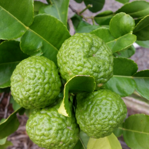 Citrus hystrix (Thai Lime)