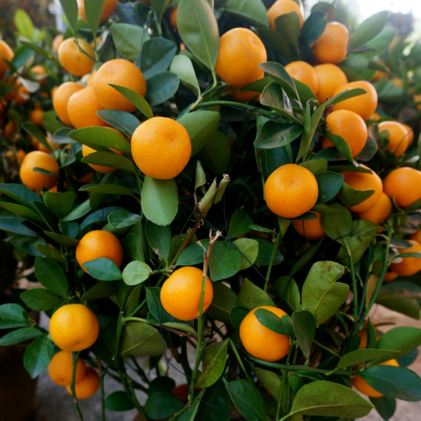 Citrus japonica (Kumquat)