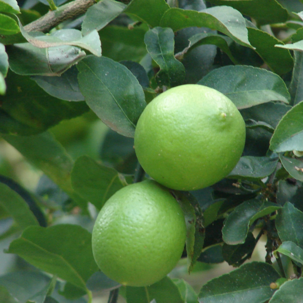 Citrus x aurantiifolia (Key Lime)