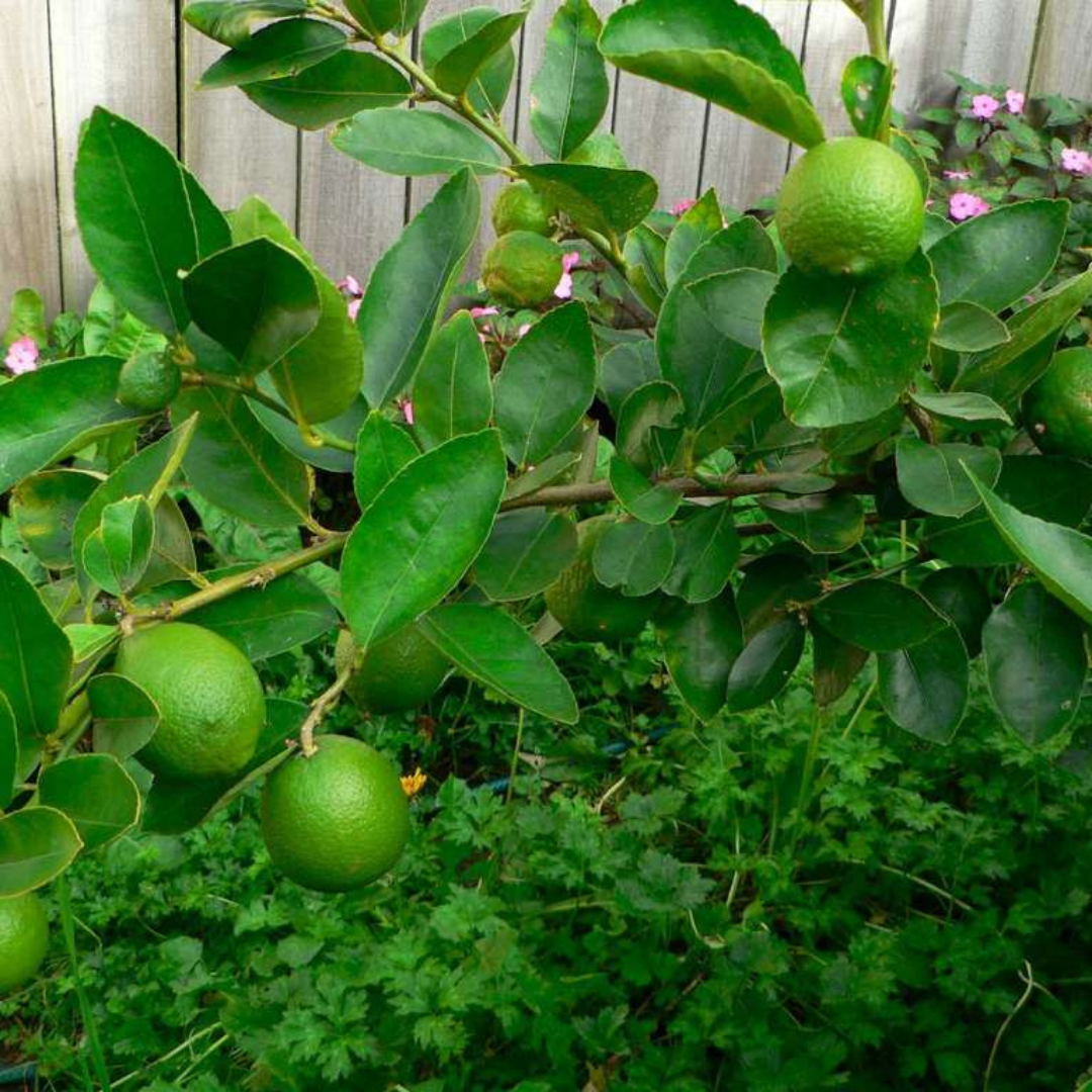 Citrus x aurantiifolia (Key Lime)