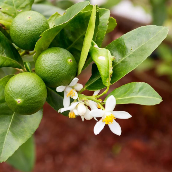 Citrus x latifolia 'Bearss Lime' (Persian Lime)