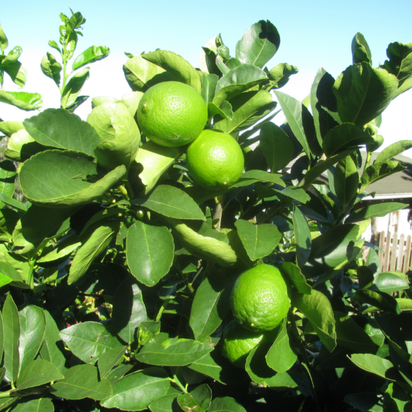 Citrus x latifolia (Persian Lime)